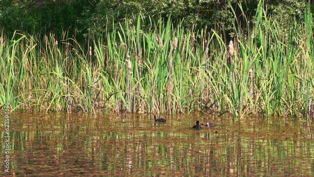 Pair of coots flirting in the pond under San Benedetto in Perillis. San Benedetto in Perillis, Abruzzo, Italy Pair of coots flirting in the pond under San Benedetto in Perillis. San Benedetto in Perillis, Abruzzo, Italy