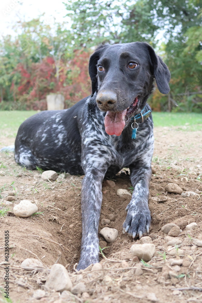 German shorthaired pointer playing on grass German shorthaired pointer playing on grass