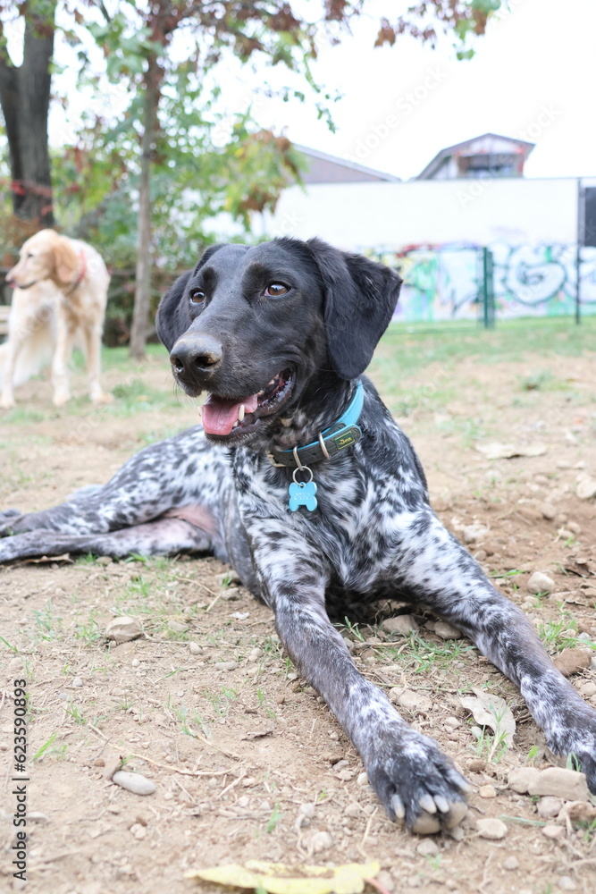German shorthaired pointer playing on grass German shorthaired pointer playing on grass