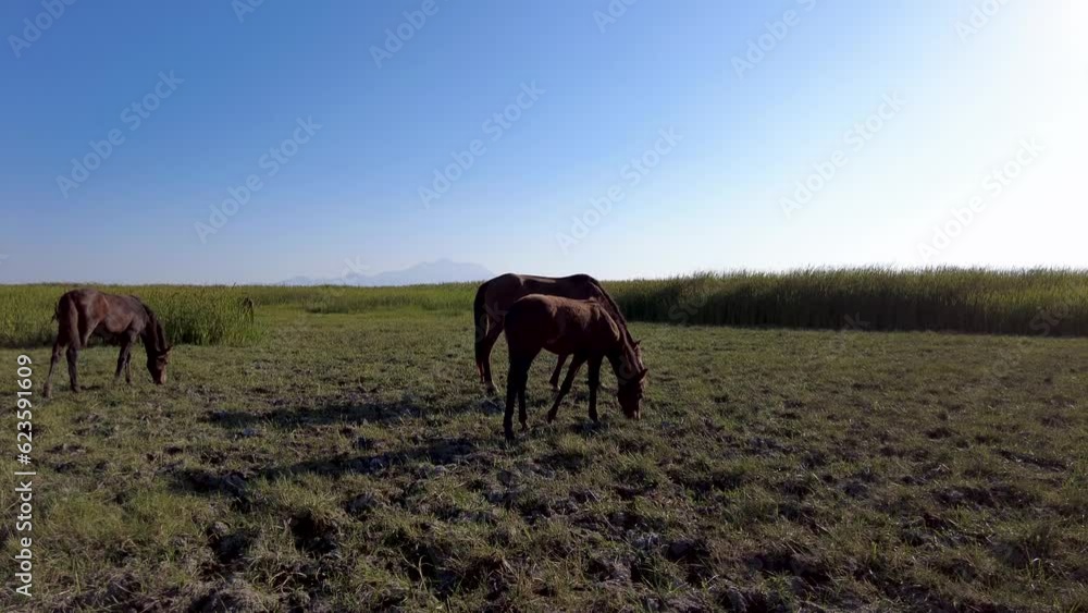 aerial view of a group of horses galloping freely. cowboy with horse herd aerial view of a group of horses galloping freely. cowboy with horse herd