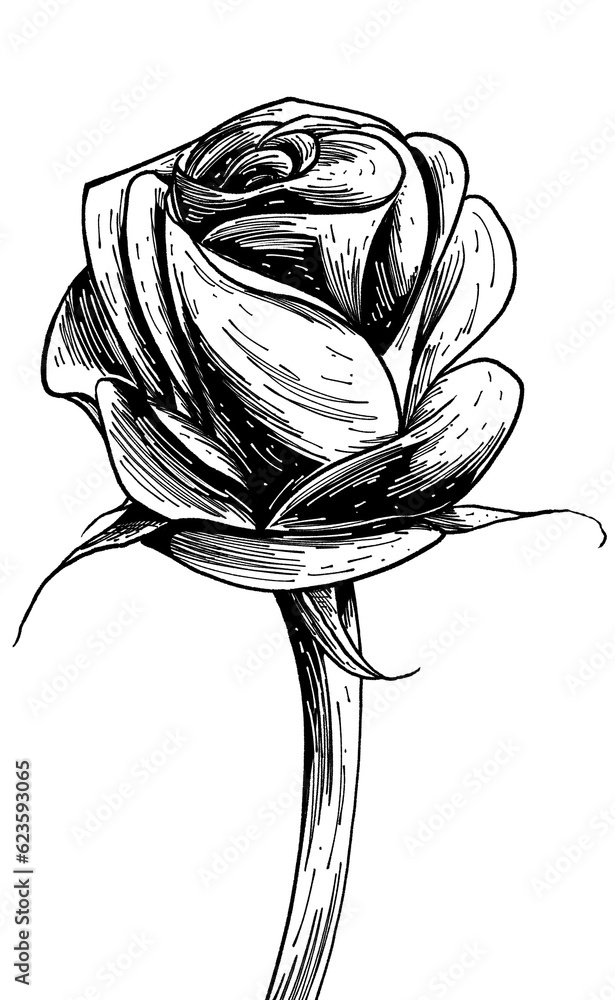 Ilustraci√≥n de rosa florecida entintada en blanco y negro - obrazy, fototapety, plakaty 