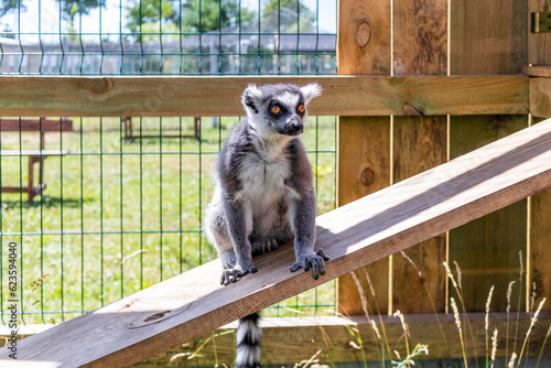 Piękny lemur w ogrodzie zoologicznym