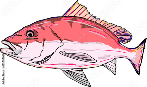 An American Red Snapper or Reef Fish 