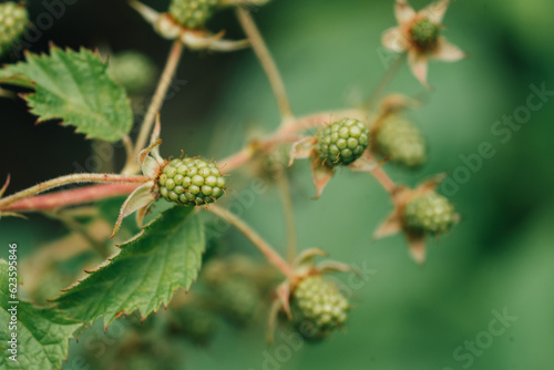 Unripe Wild Raspberries 