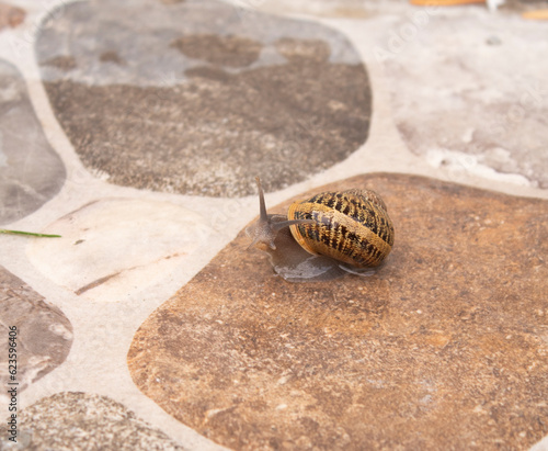 snail on a stone