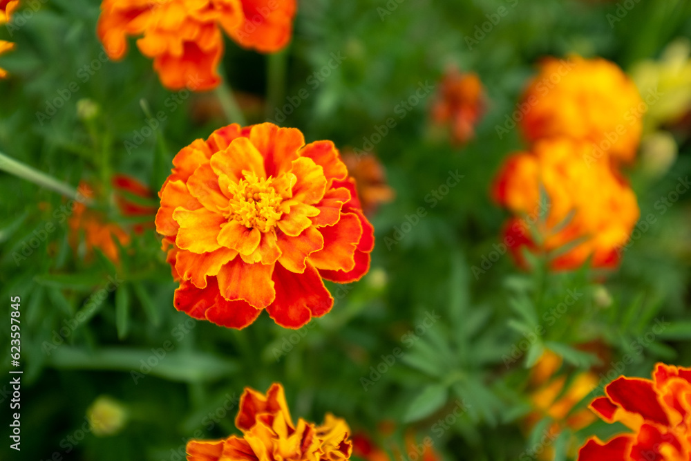 Orange marigold flowers, close-up. Background from french marigolds for publication, design, poster, calendar, post, screensaver, wallpaper, postcard, banner, cover, website. High quality photo Orange marigold flowers, close-up. Background from french marigolds for publication, design, poster, calendar, post, screensaver, wallpaper, postcard, banner, cover, website. High quality photo