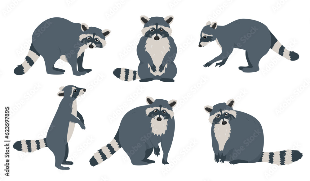 Set of raccoon icons in different poses. Wild mammal forest animals characters. Raccoons with striped tails. Vector illustration on white background. - obrazy, fototapety, plakaty 