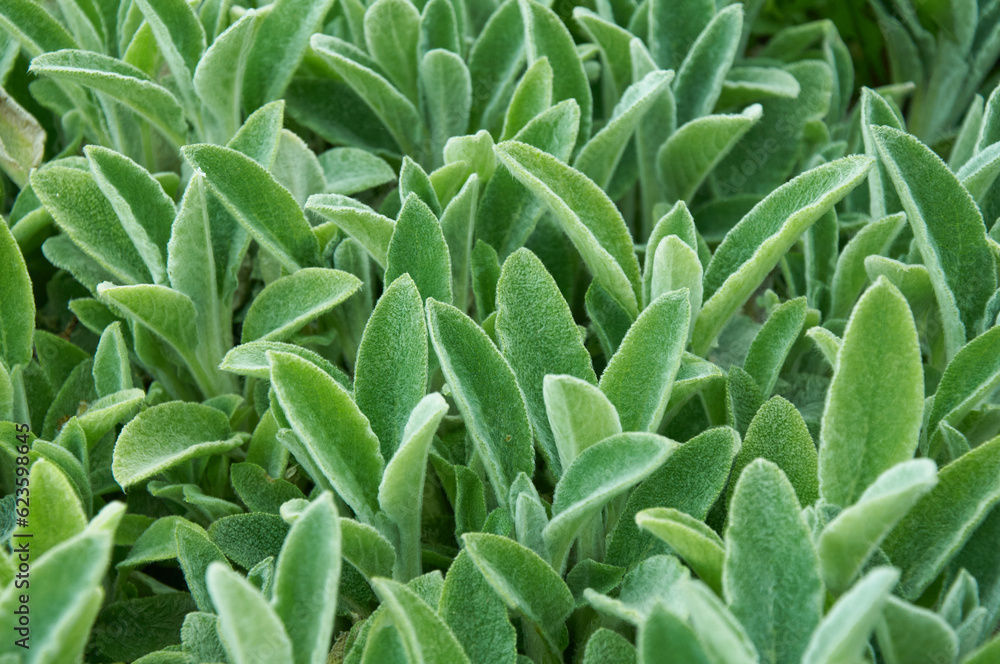 Silky Fleece. Decorative landscape design. Green decorative grass for landscape design. Silky Fleece. Decorative landscape design. Green decorative grass for landscape design.