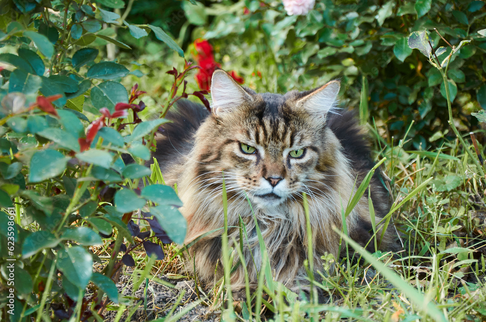 Tabby Maine Coon cat lying  on a blooming meadow. Pet walking in the outdoors. Cat close-up.  Domestic cat in the garden