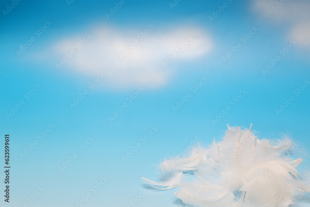 Obraz premium 青空背景のフェザー