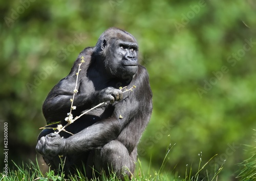 Gorilla in its natural . portrait of a large black gorilla.