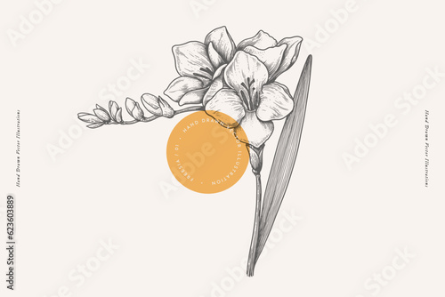 Freesia in engraving style. Summer garden flower, vector illustration. Botanical illustration for floral design in perfumery and cosmetology.
