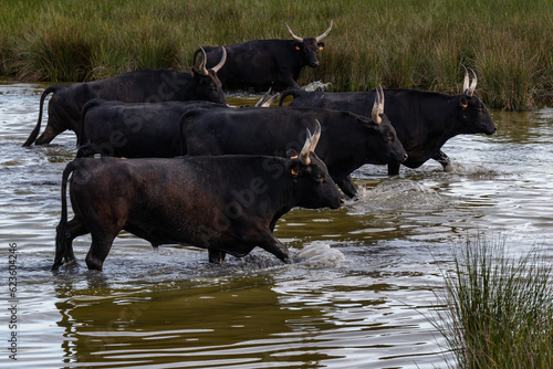 Bulls in the camargue land accross the river, France © beatrice prève