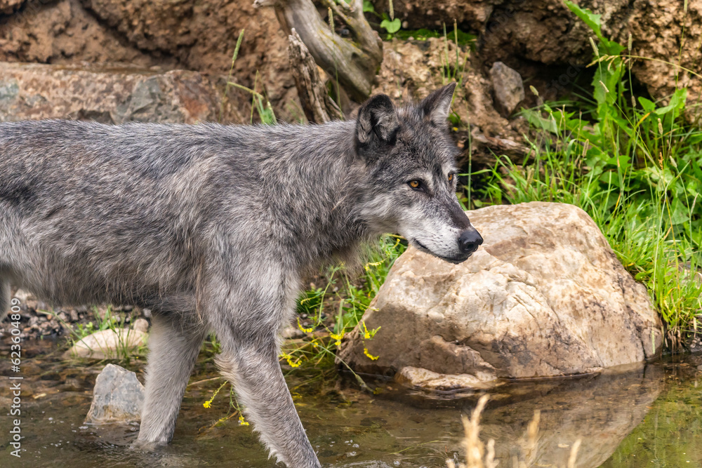 A gray wolf at the Grizzly and Wolf Discovery Center, Yellowstone A gray wolf at the Grizzly and Wolf Discovery Center, Yellowstone