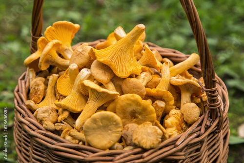 Mushrooms chanterelle harvest in basket close up, macro