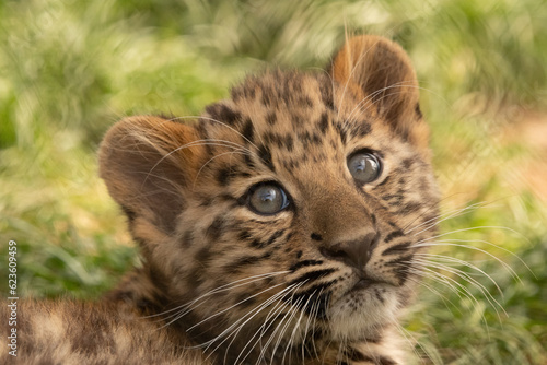 close up of a leopard cub