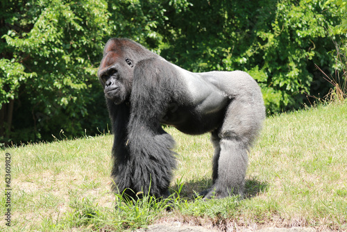 Gorilla at the Detroit Zoo
