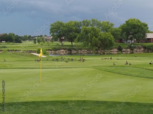 Quadro su tela Geese make their way across a golf course.