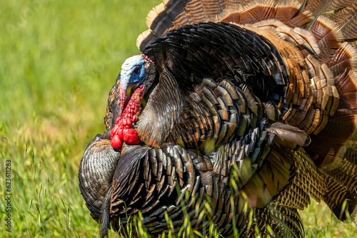 Male wild turkey (Meleagris gallopavo) with spread tail feathers walks in the meadow.