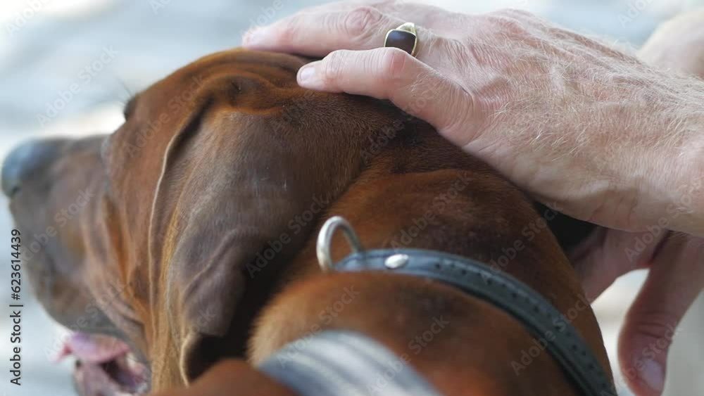 owner stroking his dog outdoor , owner stroking his dog outdoor ,