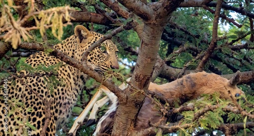 A leopard in a tree feeding on his impala kill  Maasai Mara reserve  Kenya  africa