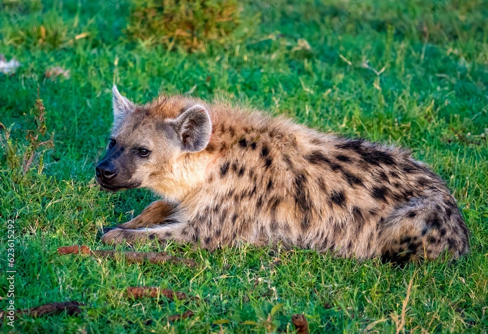 a spotted hyena, also known as the laughing hyenaon the Maasai Mara reserve, Kenya Africa a spotted hyena, also known as the laughing hyenaon the Maasai Mara reserve, Kenya Africa