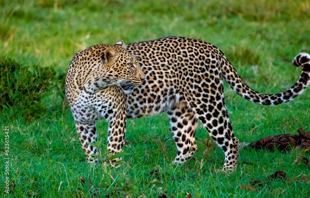 A wild Leopard seen on a safari in the Maasai Mara reserve in Kenya africa