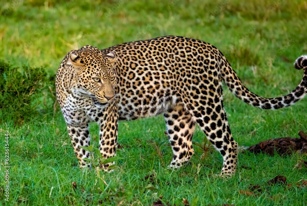 A wild Leopard seen on a safari in the Maasai Mara reserve in Kenya africa A wild Leopard seen on a safari in the Maasai Mara reserve in Kenya africa
