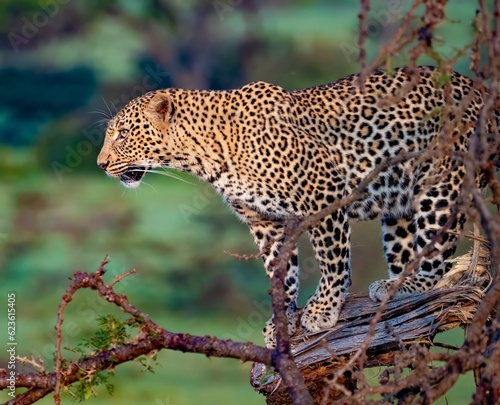 A wild Leopard in a tree seen on a safari in the Maasai Mara reserve in Kenya africa