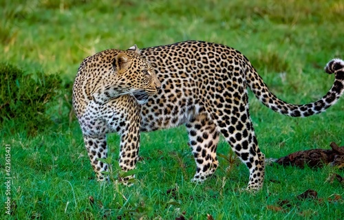 A wild Leopard seen on a safari in the Maasai Mara reserve in Kenya africa