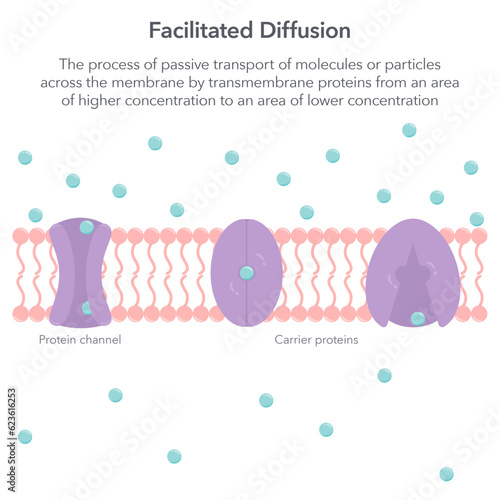 Facilitated Diffusion biology vector illustration infographic