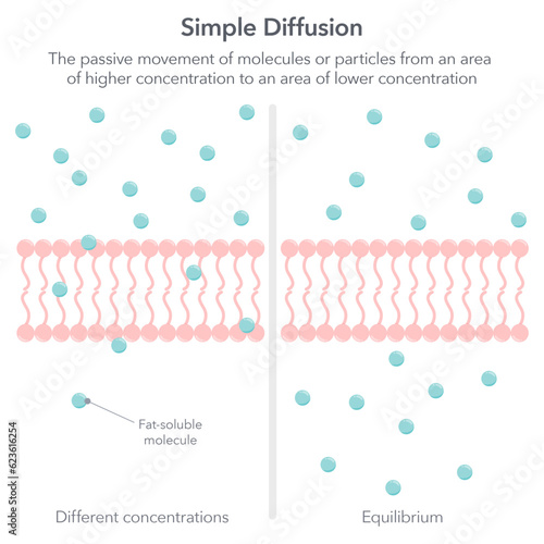 Simple diffusion biology vector illustration infographic
