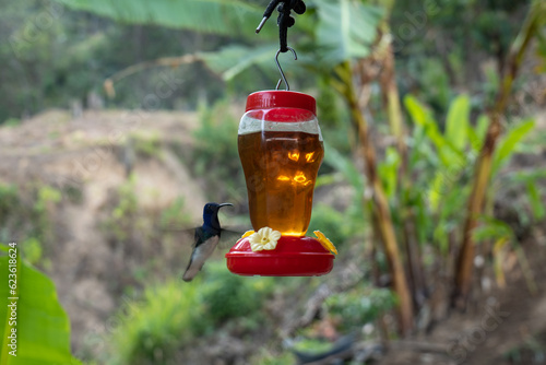 The White-necked Jacobin (Florisuga mellivora),  Hummingbird Flying Near a Red Sugar Water Trough © Alexandre