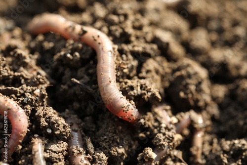 Worms in wet soil, closeup. Terrestrial invertebrates