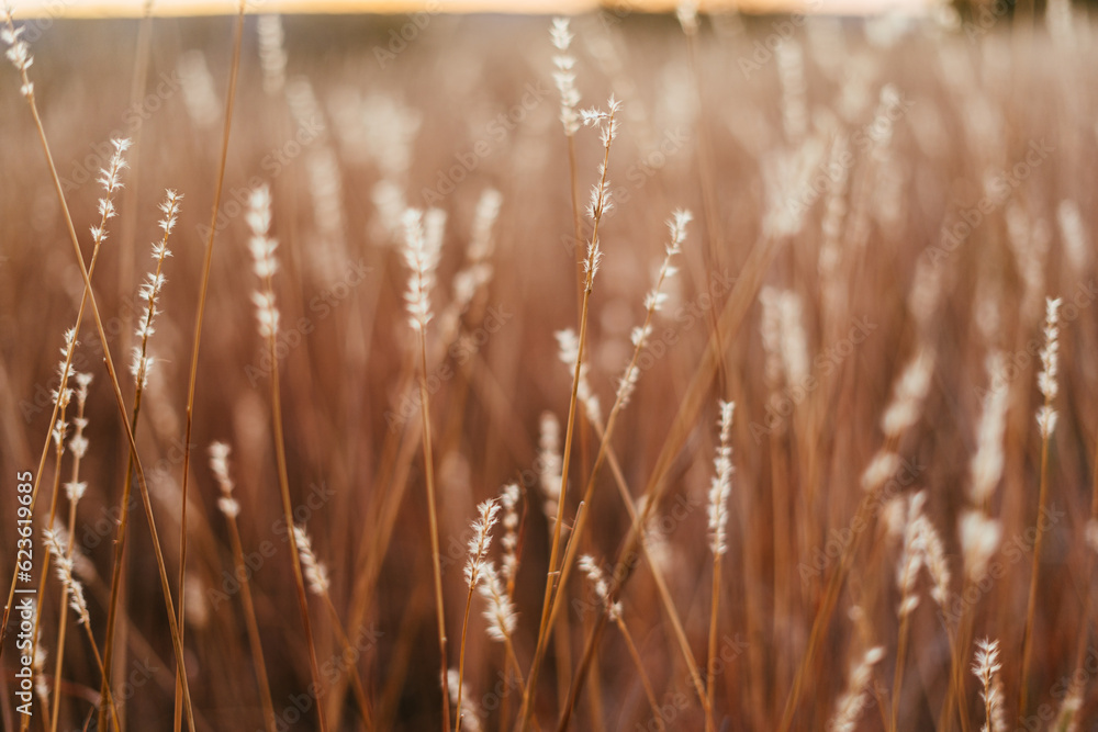 Fototapeta premium campo dorados