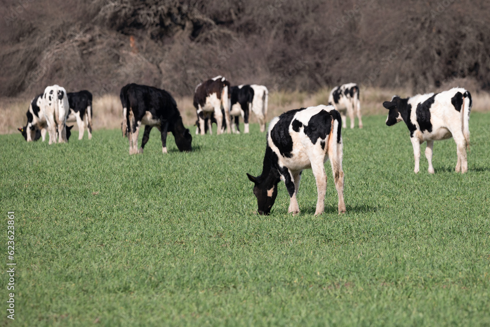 Herd of holland cows