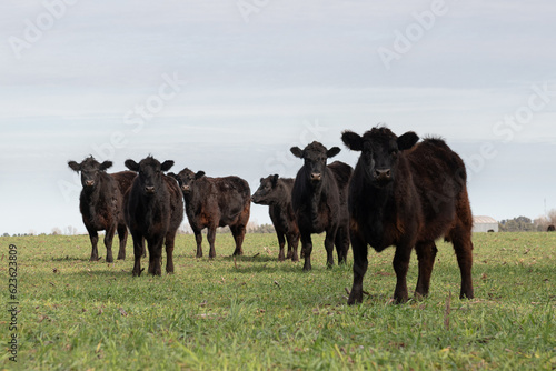 Herd of cows