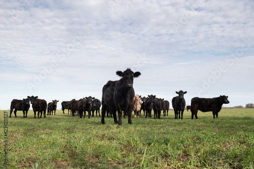 Wallpaper Mural Herd of cows Torontodigital.ca