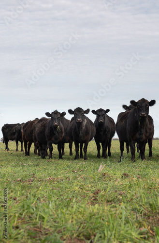 Herd of cows
