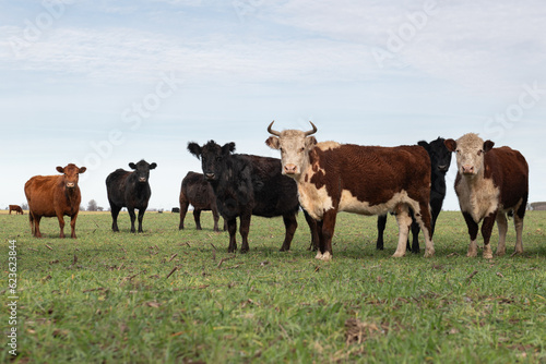 Wallpaper Mural Herd of cows Torontodigital.ca