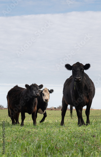 Wallpaper Mural Herd of cows Torontodigital.ca