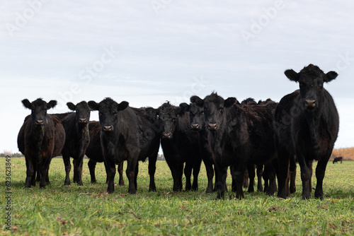 Fotobehang Herd of cows