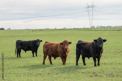 Wallpaper Mural Young bulls in the meadow Torontodigital.ca