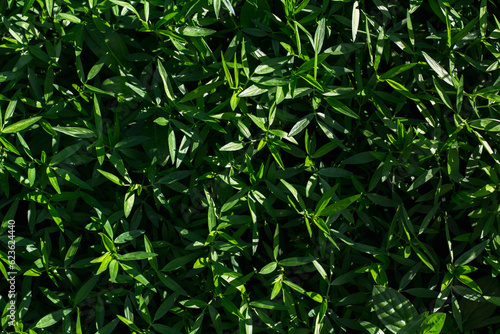 natural light green leaf background