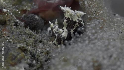 The nudibranch sits motionless on a sponge that lives at the bottom of a tropical sea.
Widespread Trapania (Trapania euryeia) 10 mm. ID: pale yellow, brown patches with yellow dots. photo