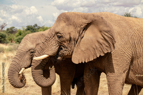 Photography African elephants,  walking through the lush grasslands of Etosha National Park, Namibia