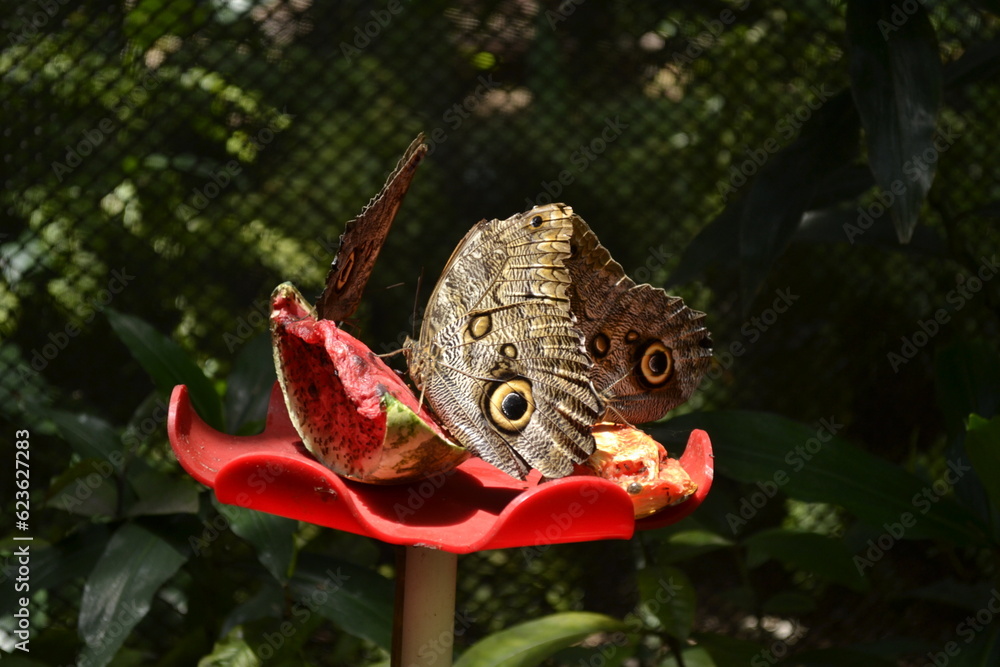 Fototapeta premium mariposa, insecto, naturaleza, animal, alas, macro, café, flor, fauna, alas, verano, huerta, beldad, hermoso, inhospitalario, primavera, bicho, close-up, azul