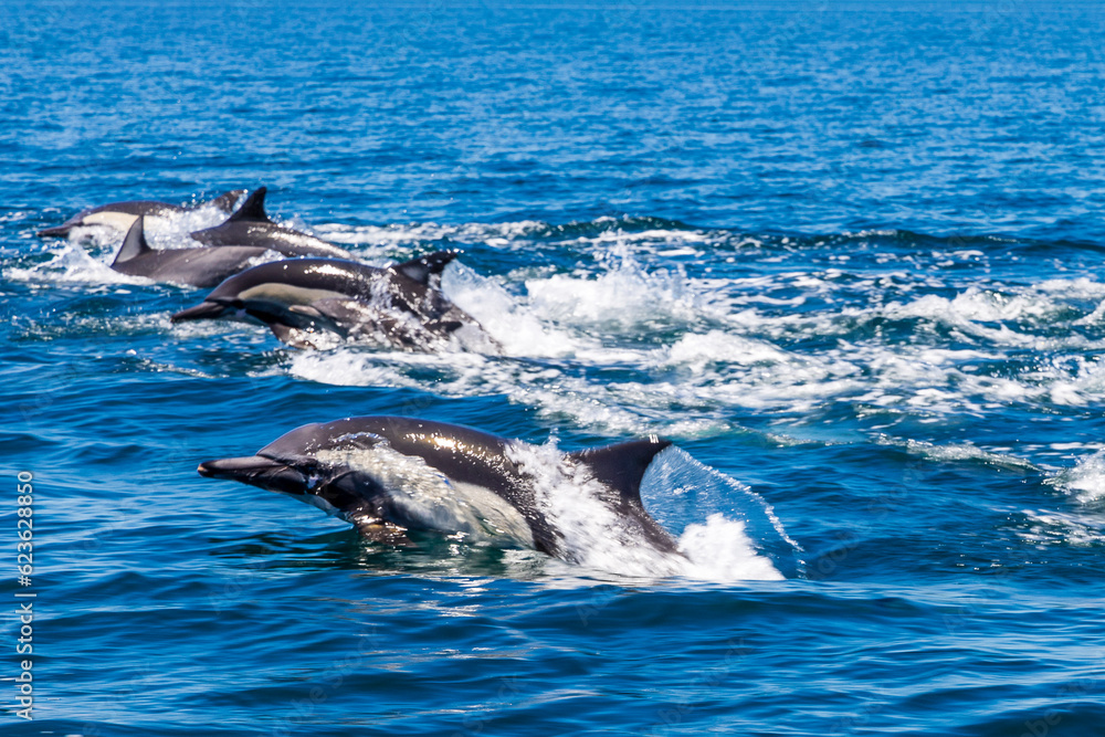 Naklejka premium delfines