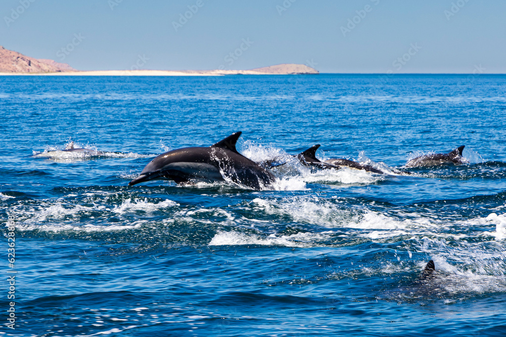 Fototapeta premium delfines