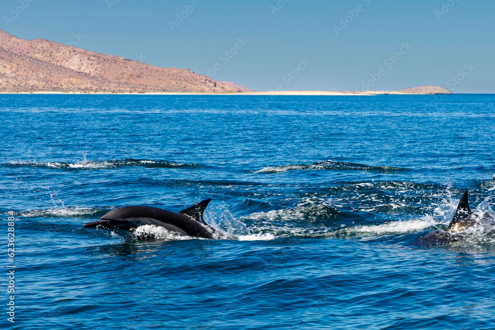 Obraz premium delfines